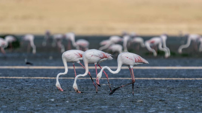 Tuz Gölü, 5 bin yavru flamingoya ev sahipliği yapıyor - Resim: 4